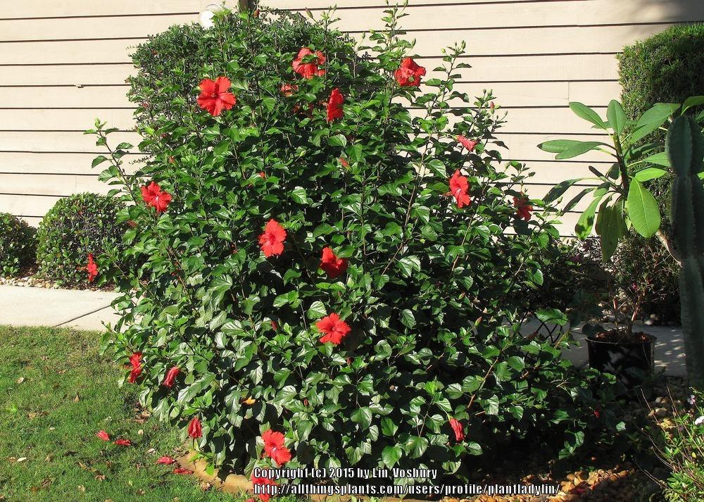 Photo of Tropical Hibiscuses (Hibiscus rosa-sinensis) uploaded by plantladylin