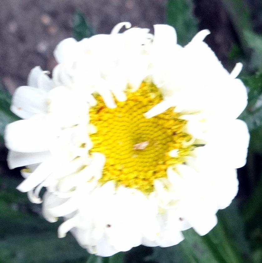 Photo of Shasta Daisy (Leucanthemum 'Real Dream') uploaded by stilldew