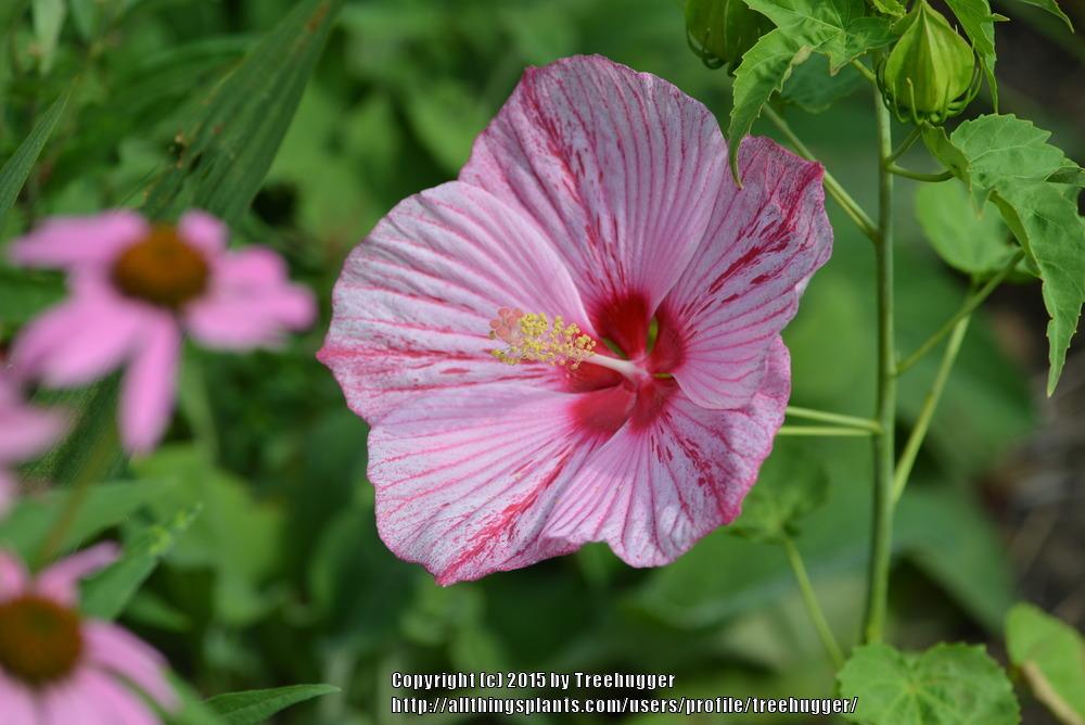 Photo of Hybrid Hardy Hibiscus (Hibiscus Cordial™ Peppermint Schnapps) uploaded by treehugger