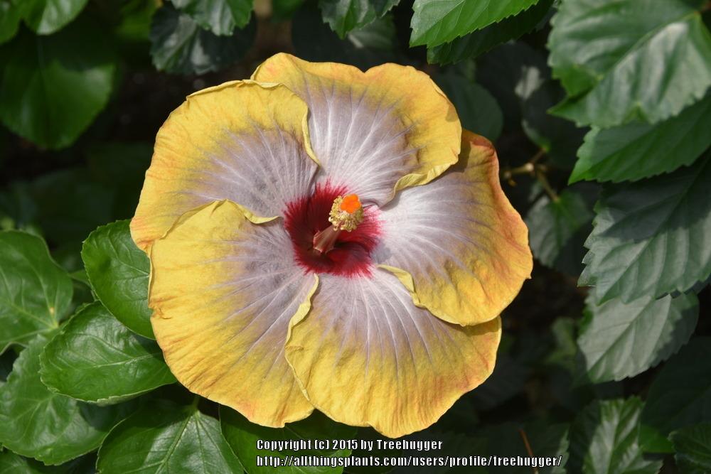 Photo of Tropical Hibiscus (Hibiscus rosa-sinensis 'Fifth Dimension') uploaded by treehugger