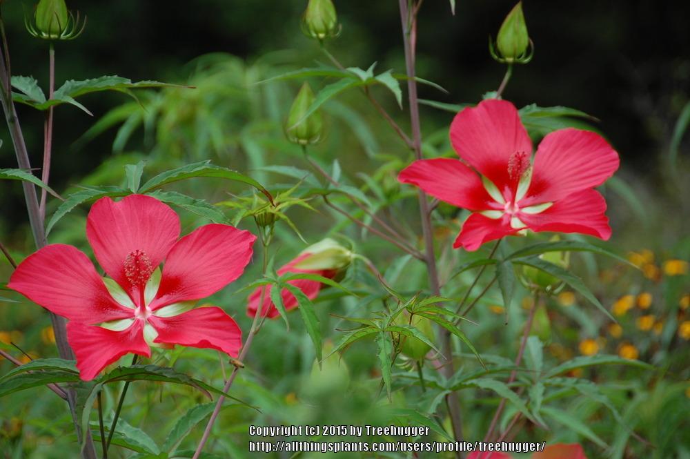 Photo of Texas Star (Hibiscus coccineus) uploaded by treehugger