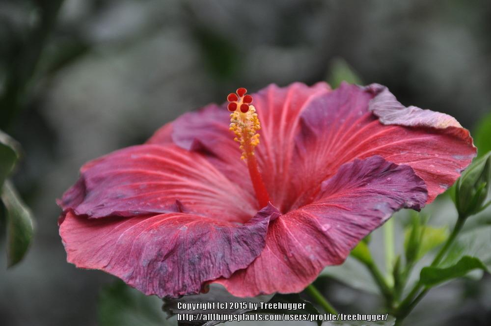 Photo of Tropical Hibiscus (Hibiscus rosa-sinensis 'Nightfire') uploaded by treehugger