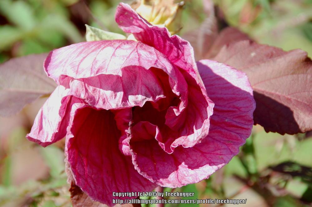 Photo of Hybrid Hardy Hibiscus (Hibiscus 'Plum Crazy') uploaded by treehugger