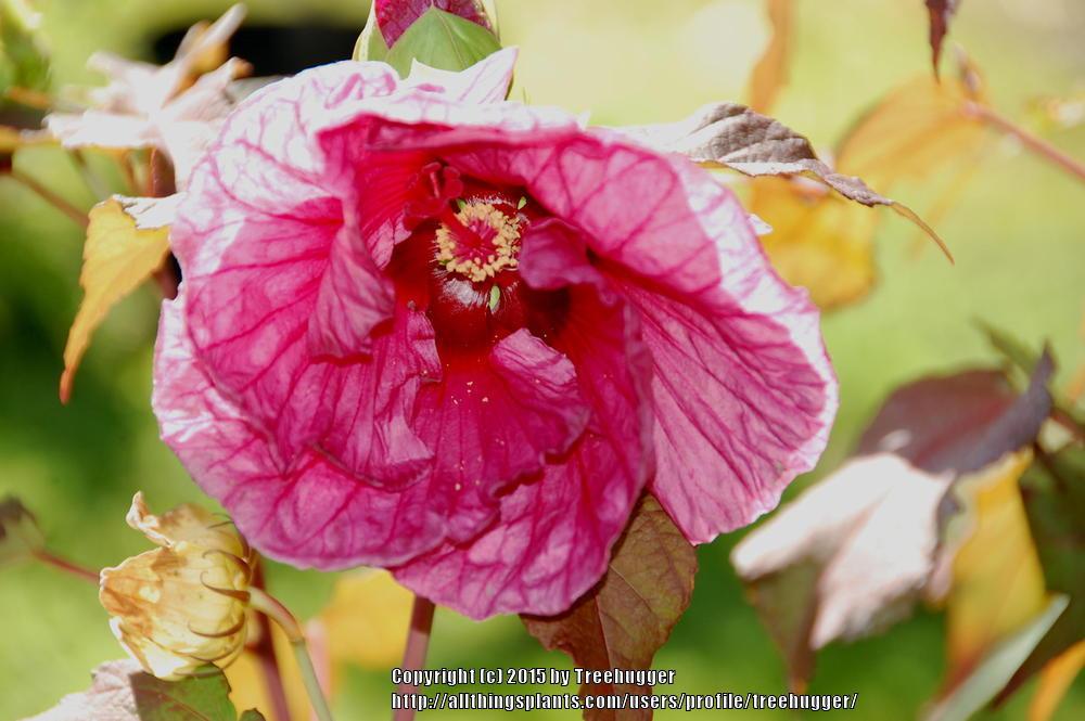 Photo of Hybrid Hardy Hibiscus (Hibiscus 'Plum Crazy') uploaded by treehugger