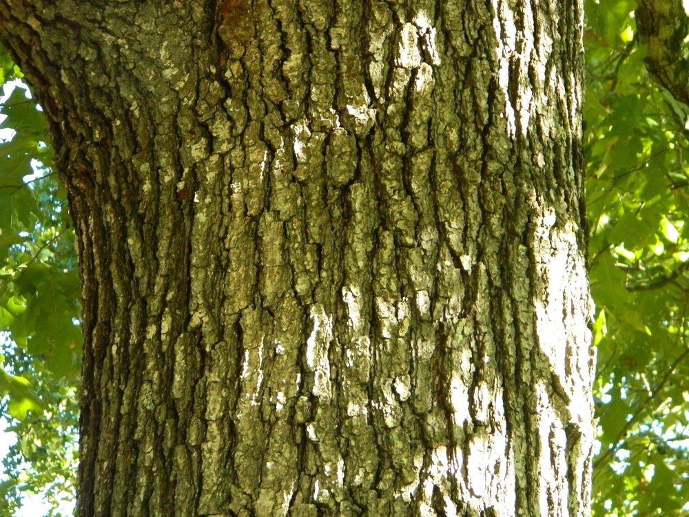 Photo of Black Oak (Quercus velutina) uploaded by wildflowers