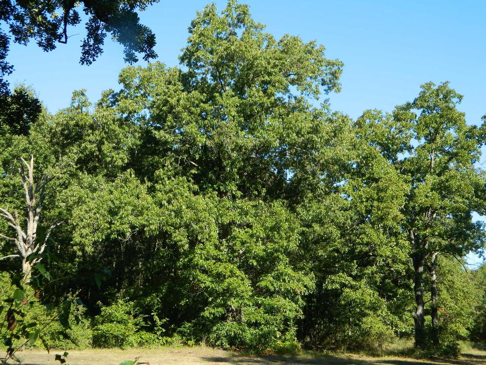 Photo of Black Oak (Quercus velutina) uploaded by wildflowers