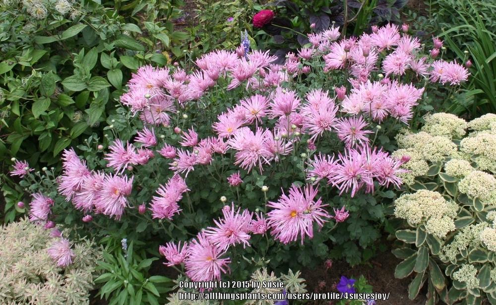 Photo of Chrysanthemum 'Centerpiece' uploaded by 4susiesjoy