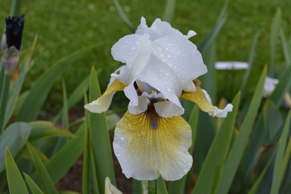 Photo of Tall Bearded Iris (Iris 'Blackbeard's Daughter') uploaded by KentPfeiffer