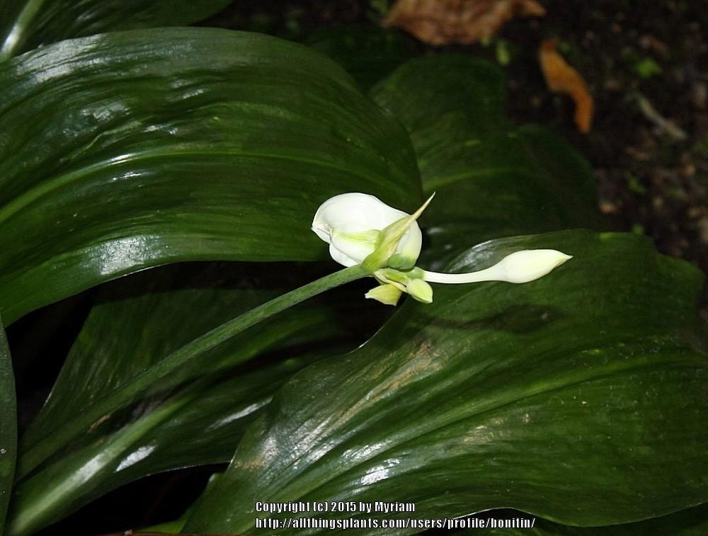Photo of Amazon Lily (Urceolina x grandiflora) uploaded by bonitin