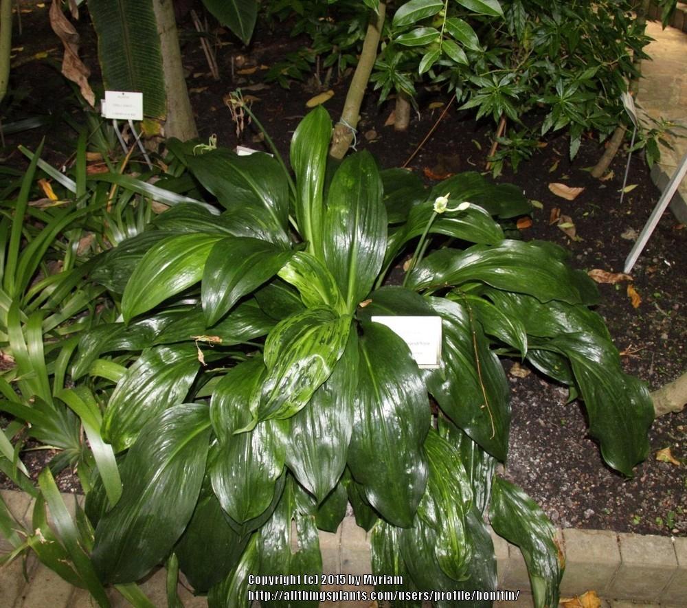 Photo of Amazon Lily (Urceolina x grandiflora) uploaded by bonitin
