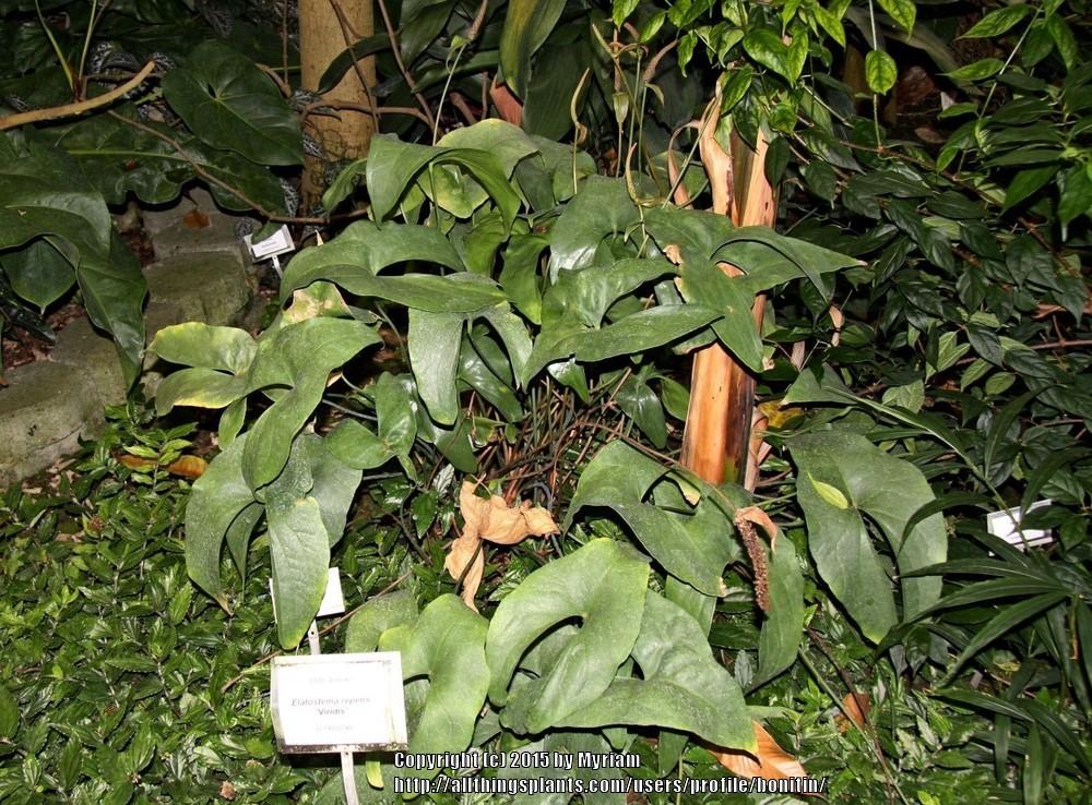Photo of Anthurium berriozabalense uploaded by bonitin