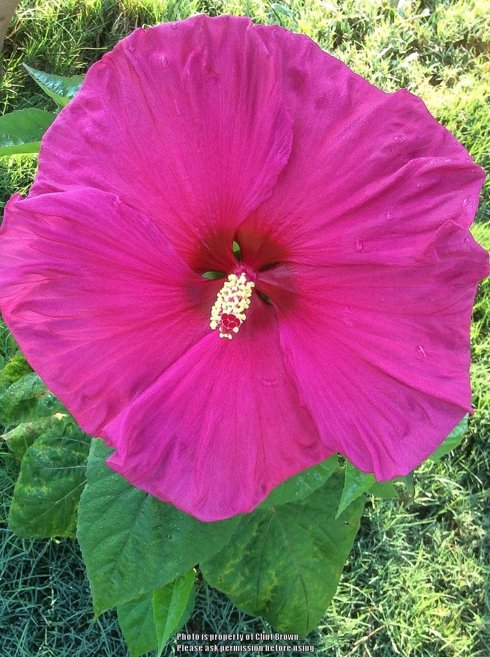 Photo of Hybrid Hardy Hibiscus (Hibiscus 'Jazzberry Jam') uploaded by clintbrown