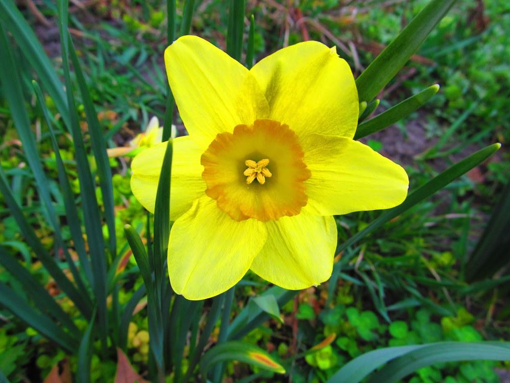 Photo of Large-Cupped Daffodil (Narcissus 'Delibes') uploaded by jmorth