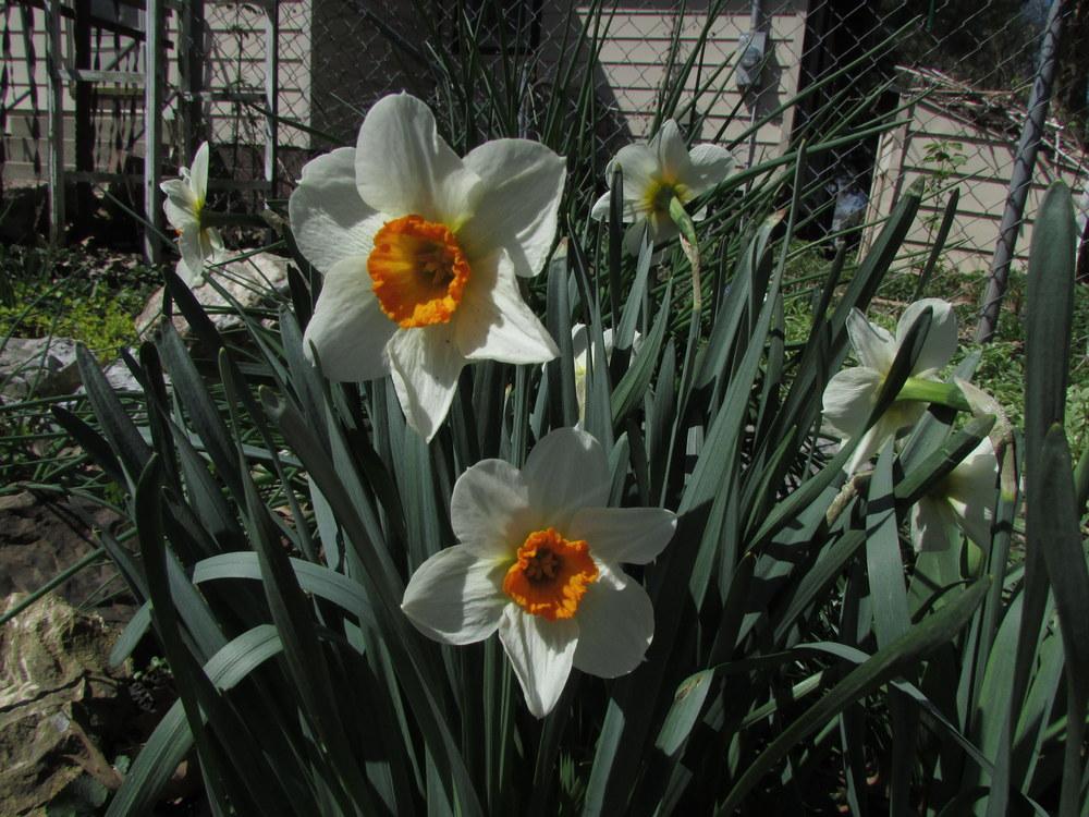 Photo of Small-Cupped Daffodil (Narcissus 'Barrett Browning') uploaded by jmorth