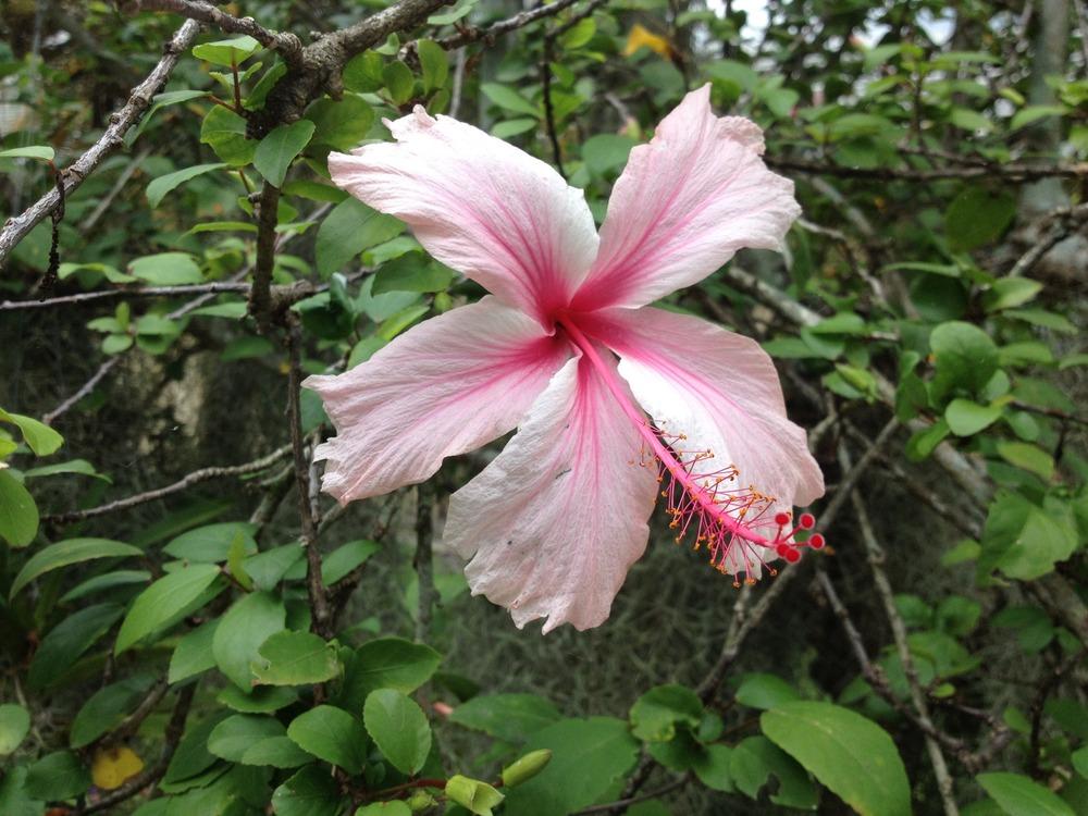Photo of Tropical Hibiscus (Hibiscus rosa-sinensis 'Albo Lacinatus') uploaded by toy747