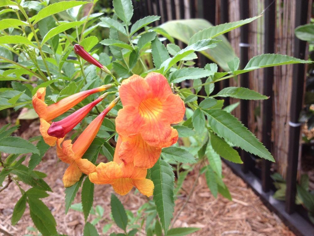 Photo of Esperanza (Tecoma stans Bells of Fire™) uploaded by toy747