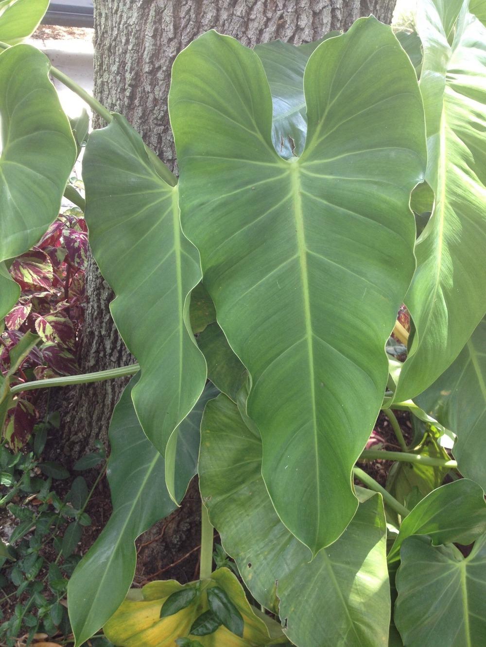Photo of Philodendron sagittifolium uploaded by toy747
