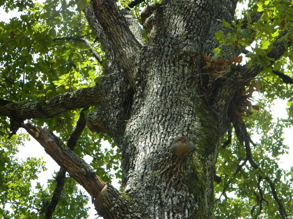 Photo of Post Oak (Quercus stellata) uploaded by wildflowers