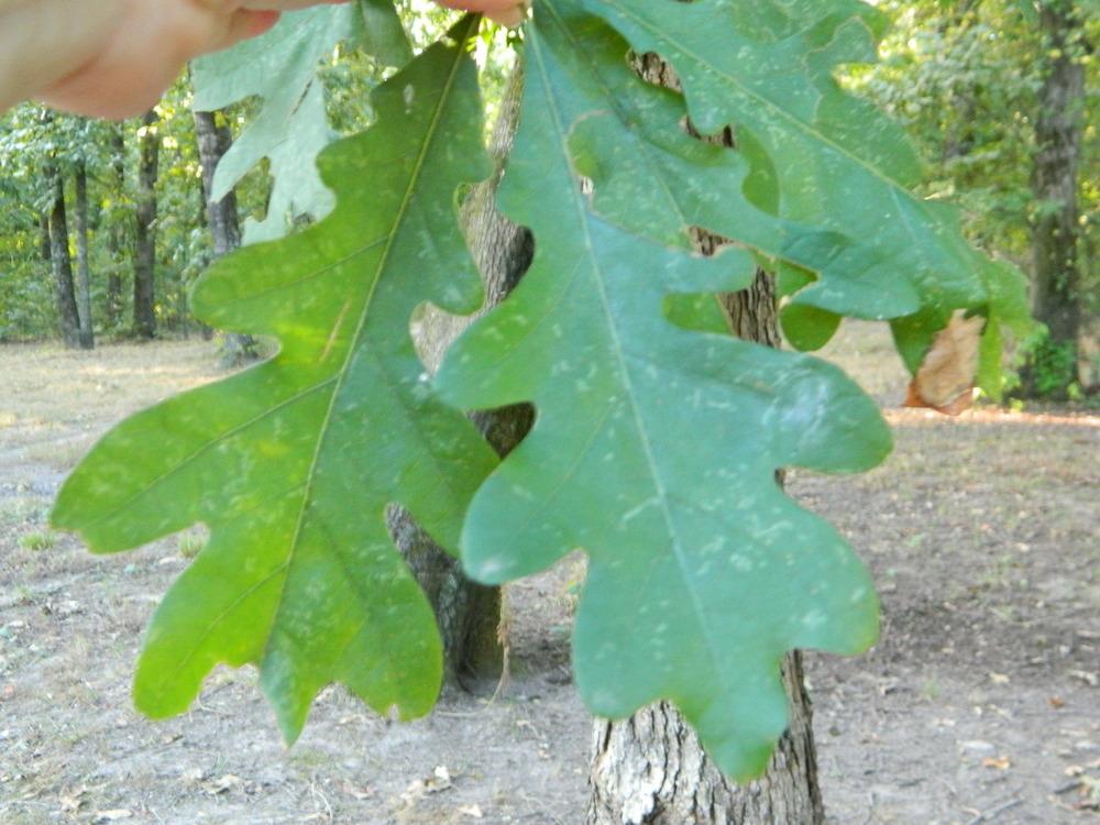 Photo of White Oak (Quercus alba) uploaded by wildflowers