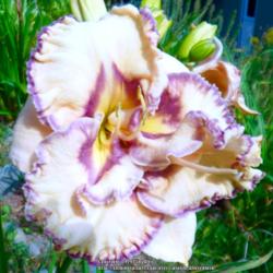 Location: My Garden- Vermont
Date: 2015-09-05
Re-Bloom Scape