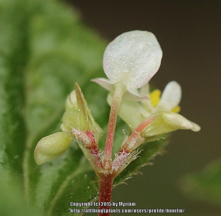 Photo of Begonia (Begonia hirtella) uploaded by bonitin