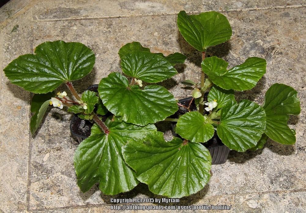 Photo of Begonia (Begonia hirtella) uploaded by bonitin