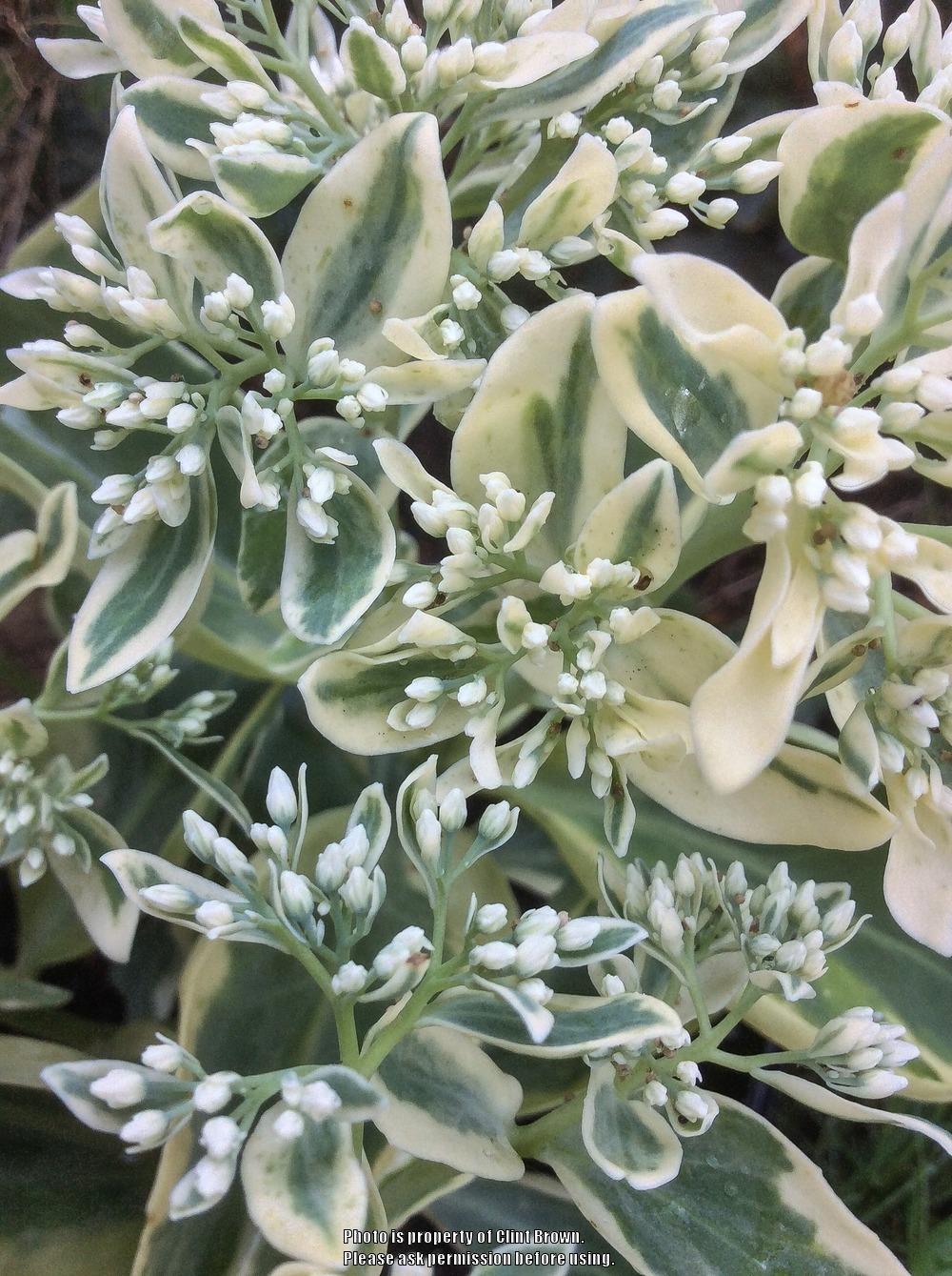 Photo of Stonecrop (Hylotelephium erythrostictum 'Frosty Morn') uploaded by clintbrown