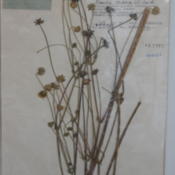herbarium specimen -- photo credit: ShinePhantom