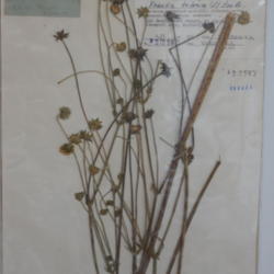 
herbarium specimen -- photo credit: ShinePhantom