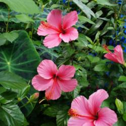 Location: Bronx botanical garden
Date: 2015-09
conservatory