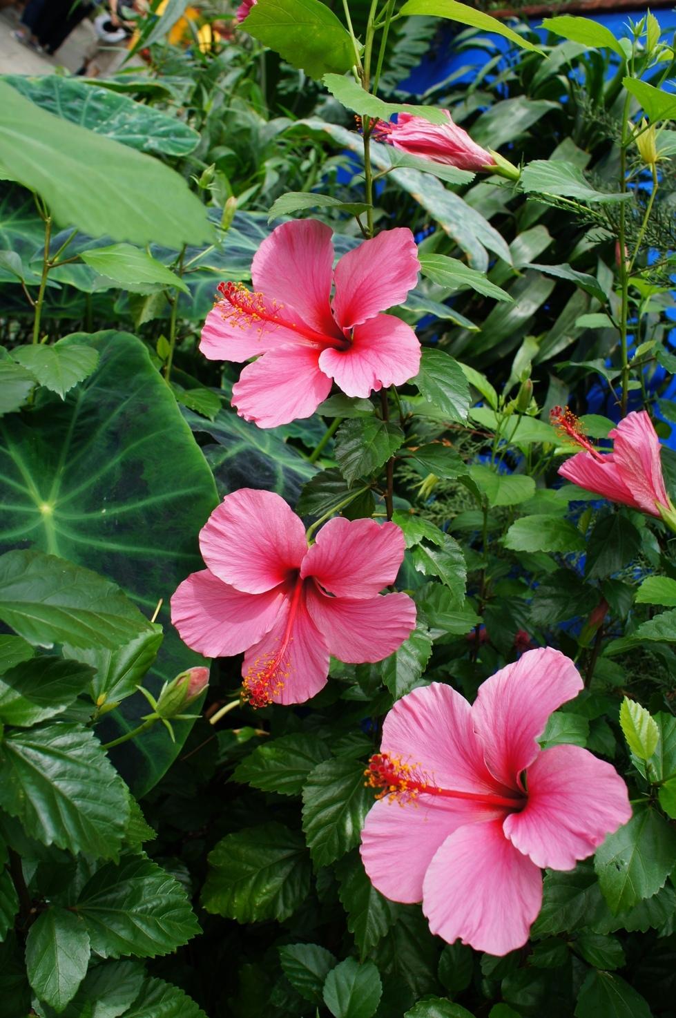 Photo of Tropical Hibiscus (Hibiscus rosa-sinensis 'Lipstick') uploaded by skylark