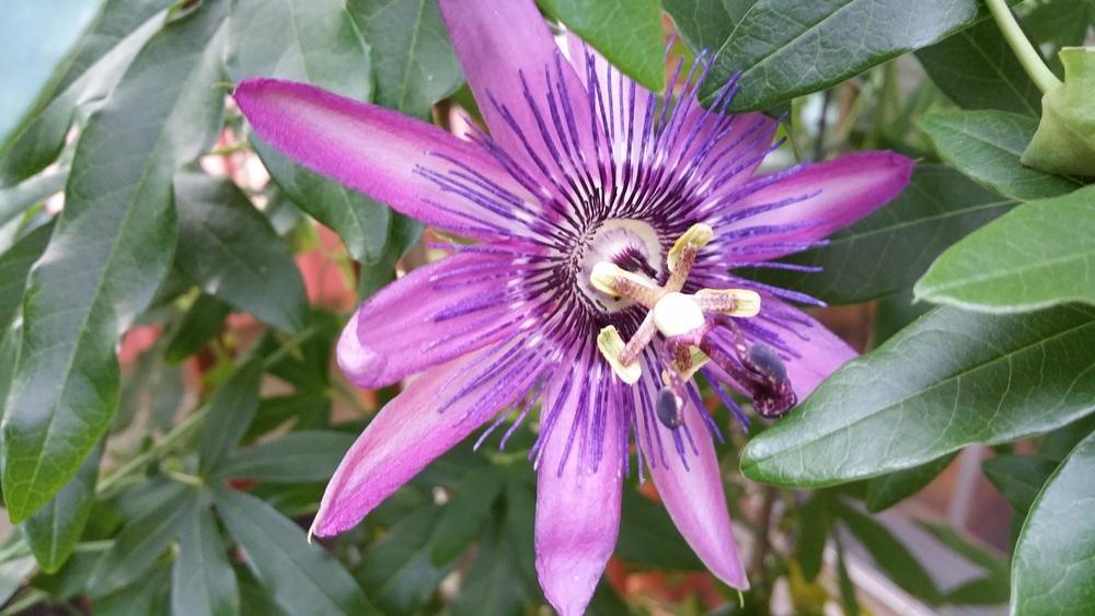 Photo of Amethyst Passion Flower (Passiflora 'Lavender Lady') uploaded by Gerris2