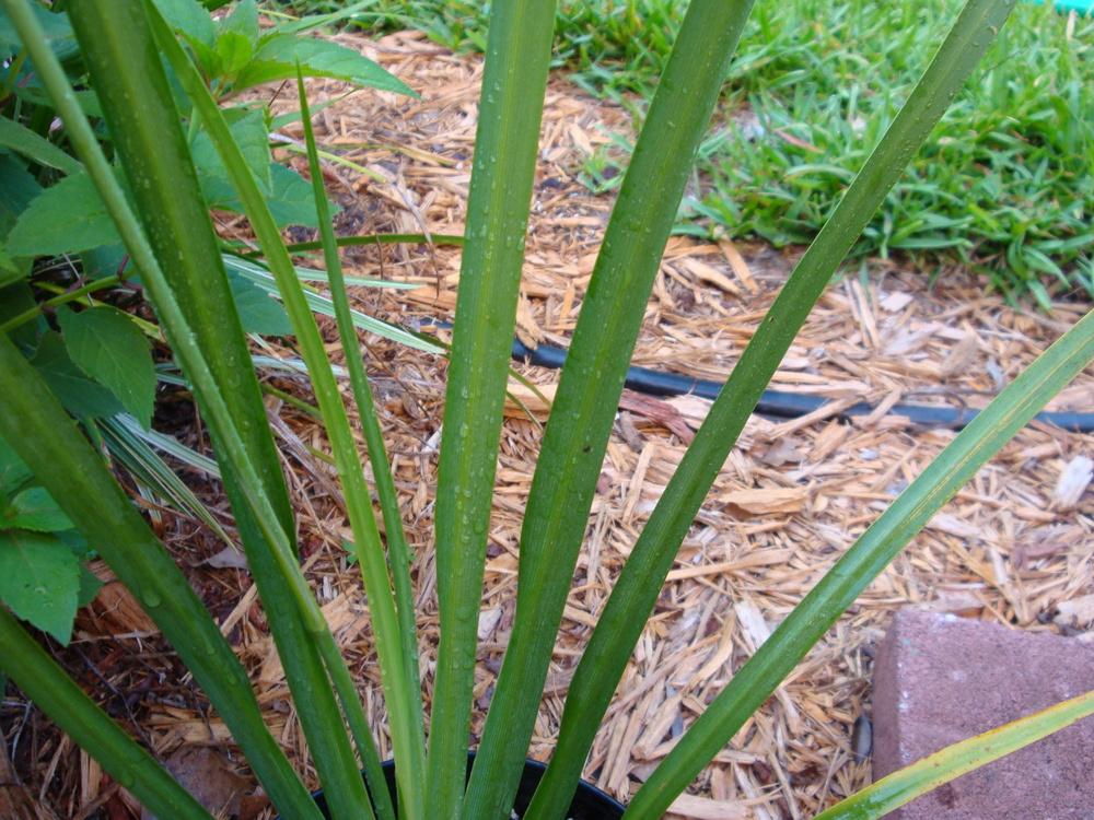 Photo of African iris (Dietes iridioides) uploaded by flaflwrgrl
