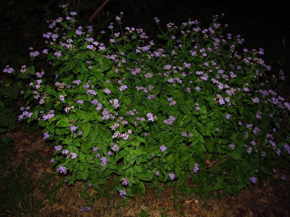 Photo of Blue Mistflower (Conoclinium coelestinum) uploaded by jmorth