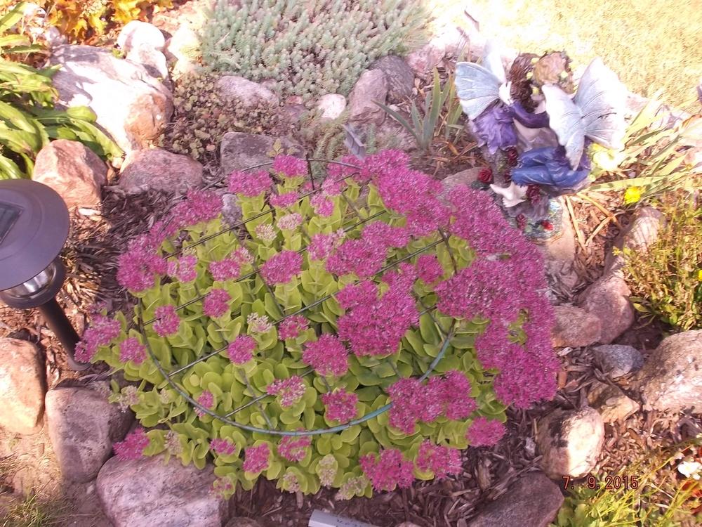 Photo of Sedum (Hylotelephium spectabile 'Neon') uploaded by linjarvis