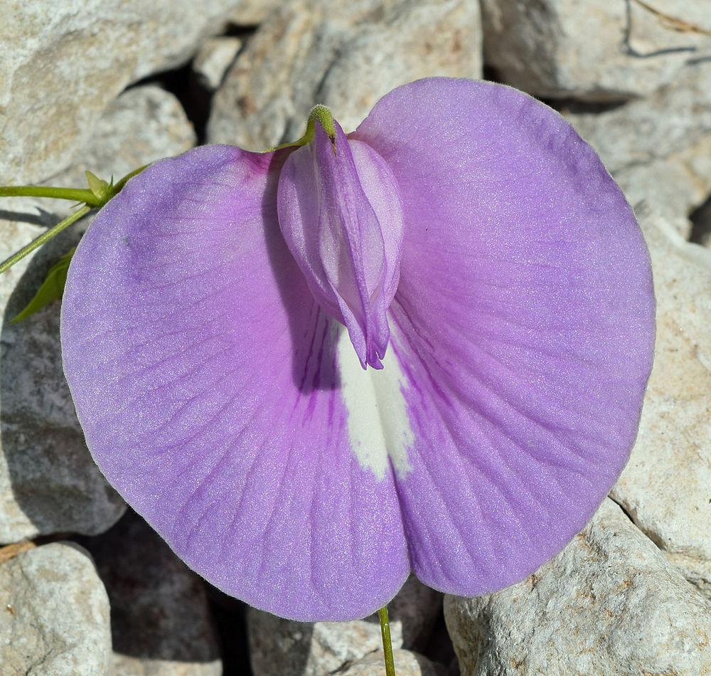 Photo of Spurred Butterfly Pea (Centrosema virginianum) uploaded by robertduval14