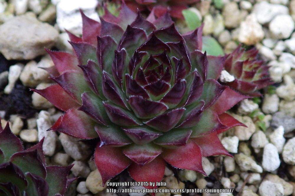 Photo of Hen and Chicks (Sempervivum 'Maria Laach') uploaded by springcolor