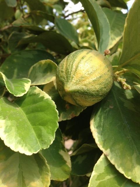 Photo of Lemon (Citrus x limon 'Variegated Pink Eureka') uploaded by Azgarden