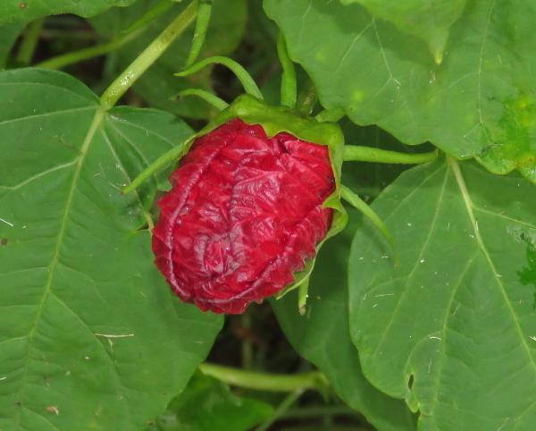 Photo of Hybrid Hardy Hibiscus (Hibiscus Luna™ Red) uploaded by Chillybean
