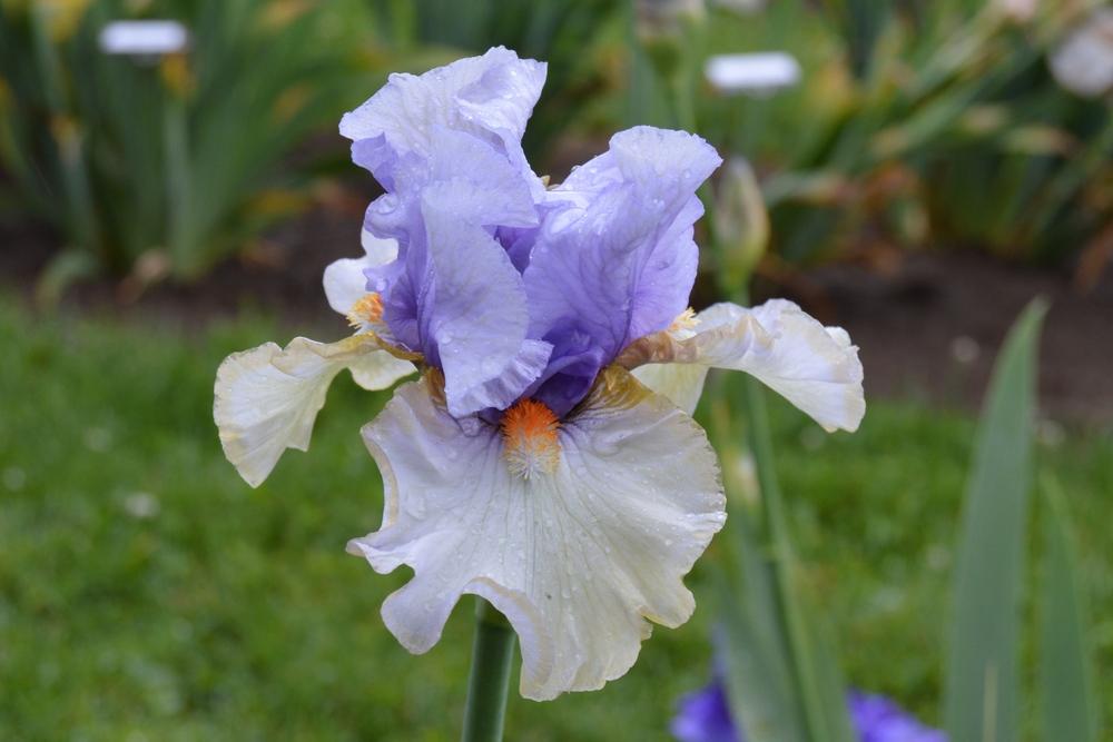 Photo of Border Bearded Iris (Iris 'Buoyant Spirit') uploaded by KentPfeiffer