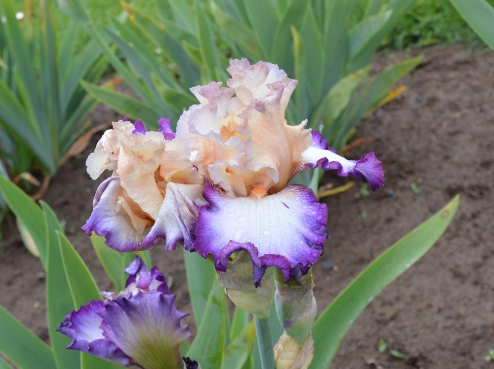 Photo of Tall Bearded Iris (Iris 'Brouhaha') uploaded by KentPfeiffer