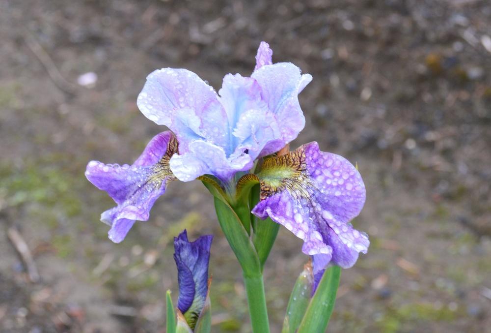 Photo of Siberian Iris (Iris 'Careless Sally') uploaded by KentPfeiffer