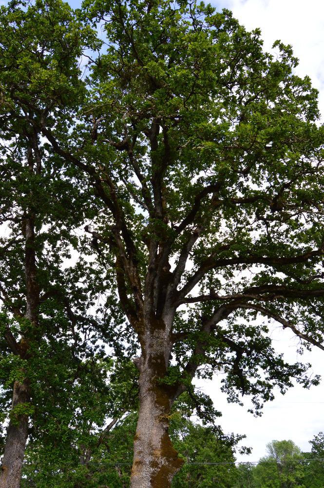 Photo of Oregon White Oak (Quercus garryana) uploaded by KentPfeiffer
