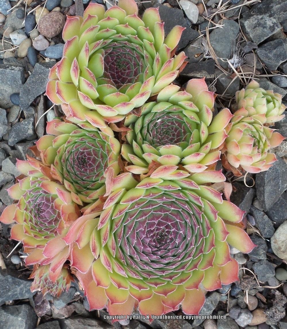 Photo of Hen and Chicks (Sempervivum 'Titania') uploaded by Patty