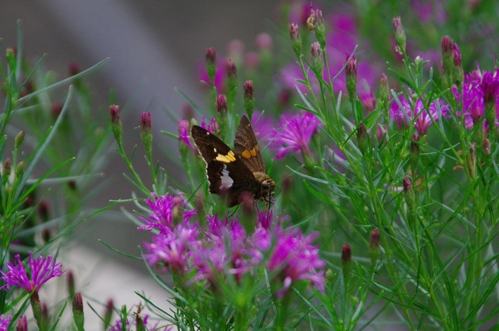 Photo of Narrowleaf Ironweed (Vernonia lettermannii 'Iron Butterfly') uploaded by Rose1656