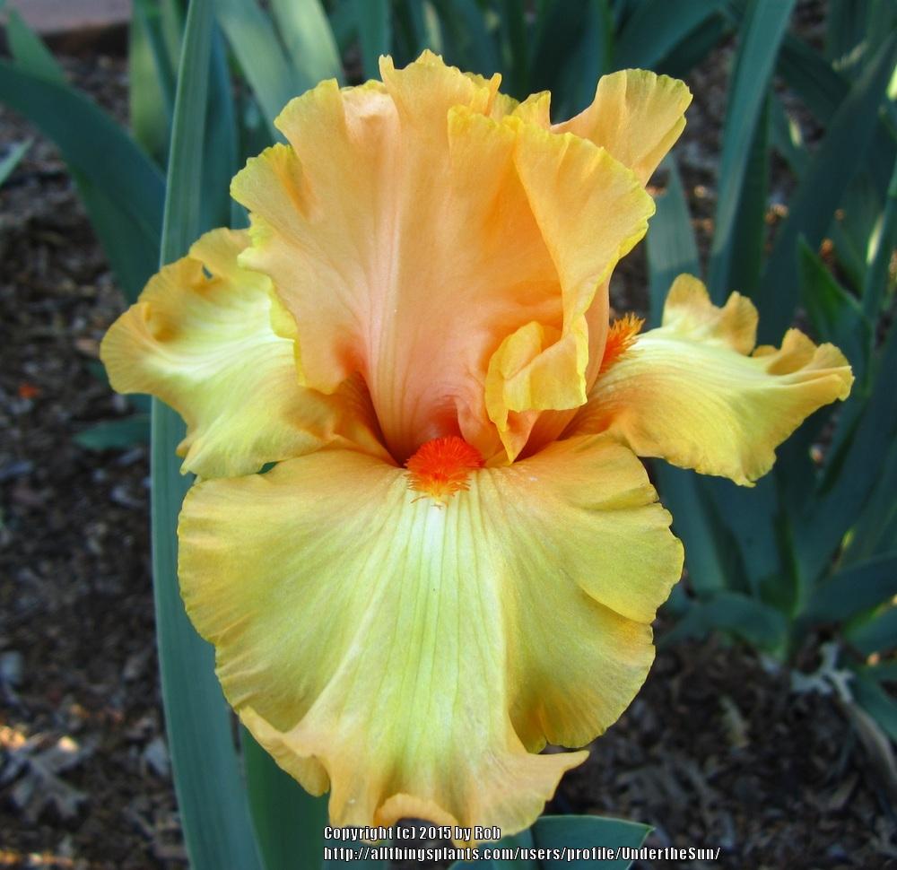 Photo of Tall Bearded Iris (Iris 'Crackling Caldera') uploaded by UndertheSun