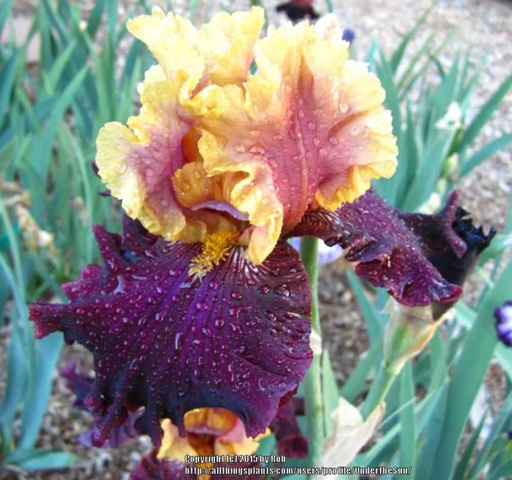 Photo of Tall Bearded Iris (Iris 'Dramatic Encounter') uploaded by UndertheSun