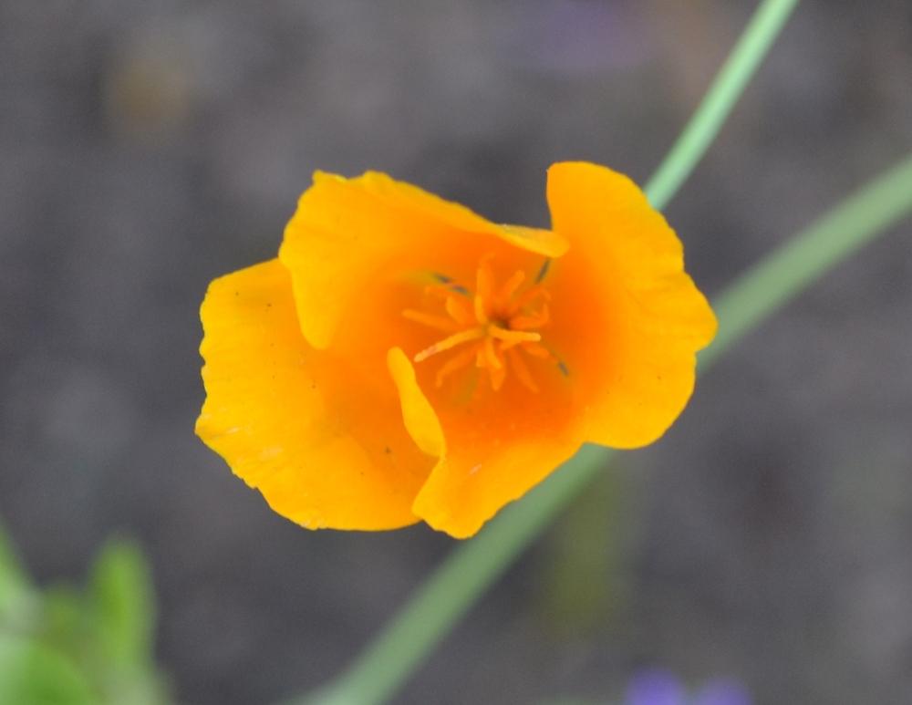 Photo of California Poppy (Eschscholzia californica) uploaded by jenniferatemple
