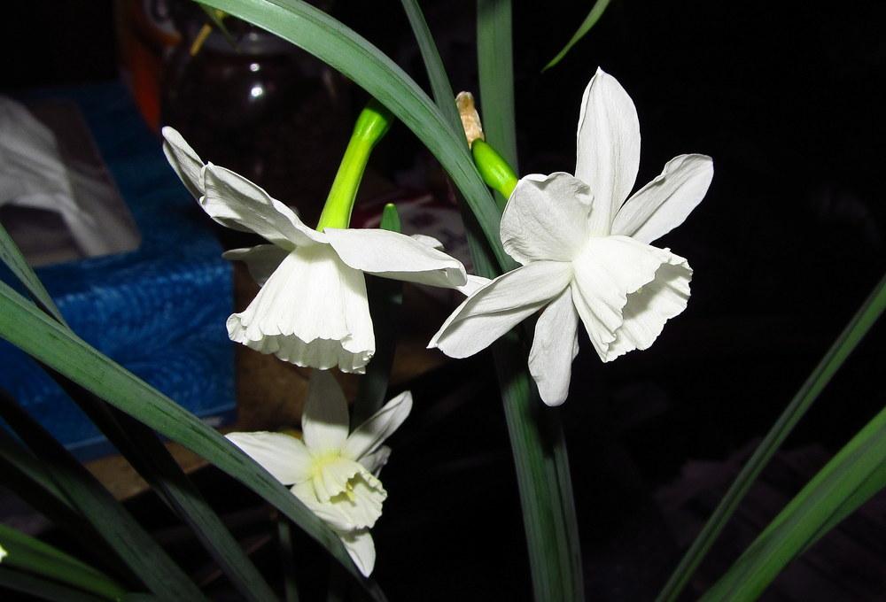Photo of Triandrus Daffodil (Narcissus 'Niveth') uploaded by jmorth