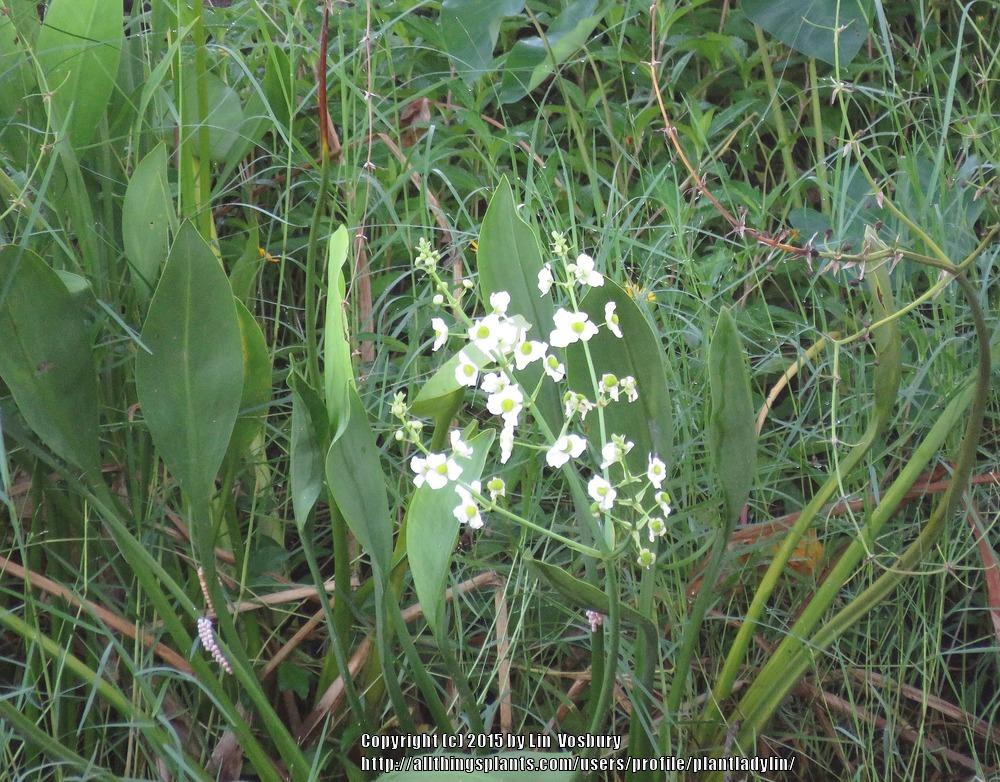 Photo of Lanceleaf Arrowhead (Sagittaria lancifolia) uploaded by plantladylin